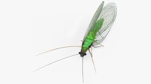 Attēlu rezultāti vaicājumam “Chrysopidae”