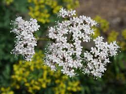 Image result for Baldrian