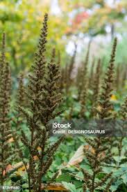 Attēlu rezultāti vaicājumam “Astilbe chinensis bud”