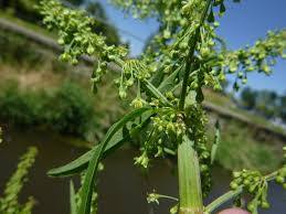 Attēlu rezultāti vaicājumam “Rumex aquaticus bud”