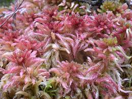 Attēlu rezultāti vaicājumam “Sphagnum rubellum”