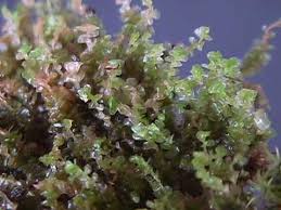 Attēlu rezultāti vaicājumam “Jungermannia hyalina”