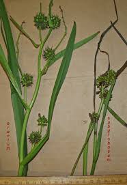 Attēlu rezultāti vaicājumam “Sparganiaceae”