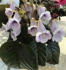 Image result for Sinningia