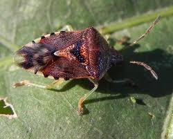 Attēlu rezultāti vaicājumam “Elasmucha grisea imago”