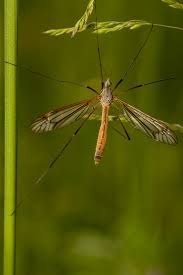 Attēlu rezultāti vaicājumam “Tipulidae female”