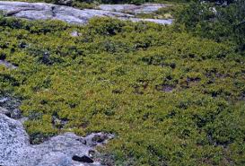 Attēlu rezultāti vaicājumam “Vaccinium angustifolium”