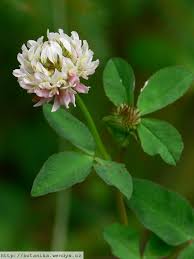 Attēlu rezultāti vaicājumam “Trifolium hybridum flower”