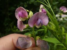 Attēlu rezultāti vaicājumam “Lathyrus sylvestris flower”