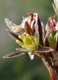 Attēlu rezultāti vaicājumam “Juncus conglomeratus fruit”