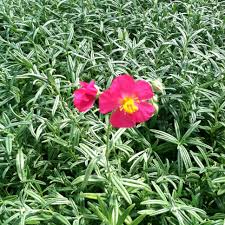 Attēlu rezultāti vaicājumam “Helianthemum x hybridum flower”