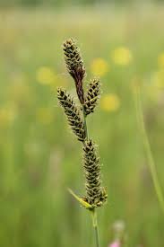 Attēlu rezultāti vaicājumam “Carex hartmanii”