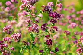 Attēlu rezultāti vaicājumam “Origanum vulgare flower”