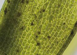 Attēlu rezultāti vaicājumam “Cynodontium strumiferum”