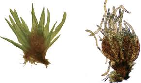 Attēlu rezultāti vaicājumam “Dicranum bonjeanii”