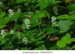 Attēlu rezultāti vaicājumam “Maianthemum bifolium leaf”