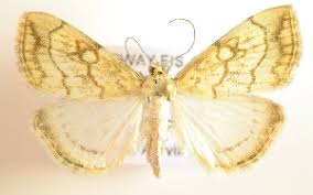 Attēlu rezultāti vaicājumam “Evergestis pallidata”