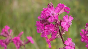 Image result for Pechnelke