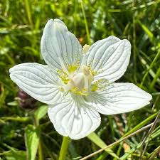 Attēlu rezultāti vaicājumam “Parnassia palustris flower”