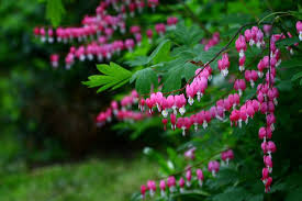 Image result for tränendes Herz