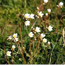 Attēlu rezultāti vaicājumam “Saxifraga granulata”