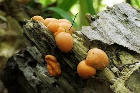 Attēlu rezultāti vaicājumam “Lycogala asperum young”