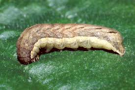 Attēlu rezultāti vaicājumam “Xestia c-nigrum”