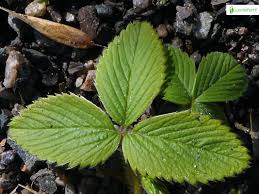 Attēlu rezultāti vaicājumam “Fragaria viridis leaf”