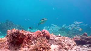 Image result for Haemulon album