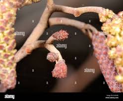 Attēlu rezultāti vaicājumam “Alnus glutinosa female flower”