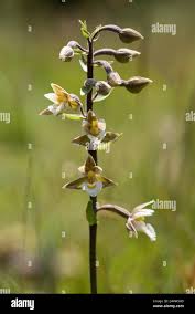 Attēlu rezultāti vaicājumam “Epipactis palustris leaf”