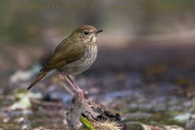 Image result for Luscinia sibilans