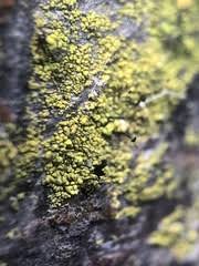 Attēlu rezultāti vaicājumam “Chaenotheca chrysocephala”