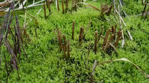 Attēlu rezultāti vaicājumam “Hygroamblystegium humile”