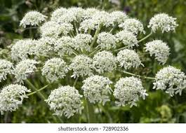 Image result for Heracleum sphondylium