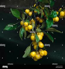 Attēlu rezultāti vaicājumam “Malus prunifolia fruit”