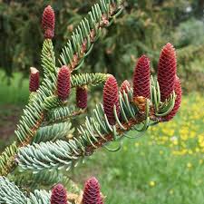 Attēlu rezultāti vaicājumam “Picea abies fruit”