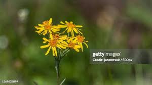 Attēlu rezultāti vaicājumam “Inula britannica flower”