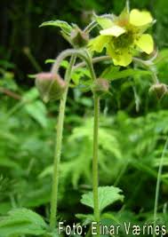 Attēlu rezultāti vaicājumam “Geum x intermedium”