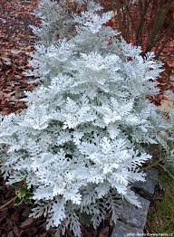 Attēlu rezultāti vaicājumam “Jacobaea paludosa leaf”