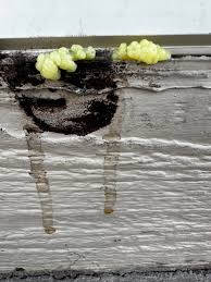 Attēlu rezultāti vaicājumam “Stemonitis pallida var. rubescens stalked”