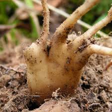 Attēlu rezultāti vaicājumam “Dactylorhiza maculata bud”