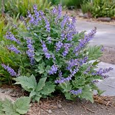 Attēlu rezultāti vaicājumam “Nepeta x faassenii leaf”