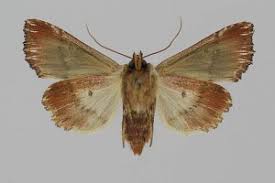 Attēlu rezultāti vaicājumam “Actinotia polyodon”