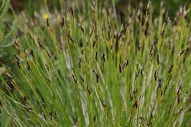 Attēlu rezultāti vaicājumam “Schoenus ferrugineus flower”