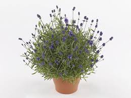 Attēlu rezultāti vaicājumam “Lavandula angustifolia leaf”