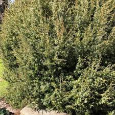 Attēlu rezultāti vaicājumam “Juniperus communis female flower”