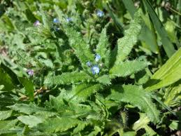 Attēlu rezultāti vaicājumam “Anchusa arvensis flower”