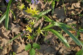 Attēlu rezultāti vaicājumam “Gagea lutea bud”