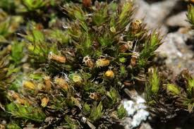 Attēlu rezultāti vaicājumam “Orthotrichum diaphanum”